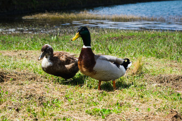 Close up portrait of a pair of mallard ducks (Anas platyrhynchos)