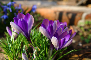 purple crocus in spring