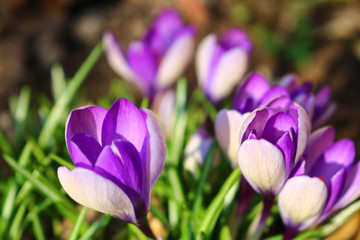 purple crocus in spring