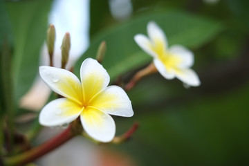 Frangipani flowers after rain with green natural background