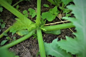 eggplant ovary in the garden