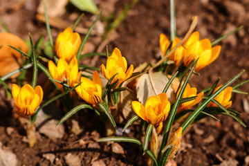 yellow crocus in the garden