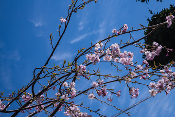 庭の枝垂れ桜は見頃になりました