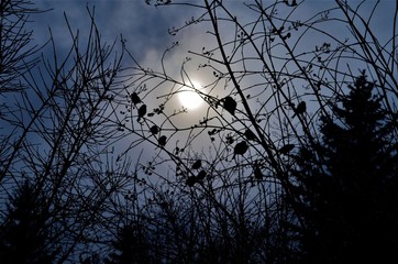branch with birds at sunset