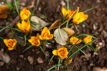 yellow crocus in the garden