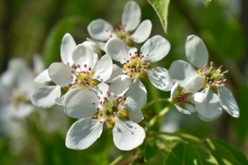 Obraz na płótnie Canvas White flowers of apple tree in macro