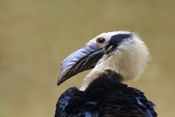 Portrait Visayas-Tariktikhornvogel,  Penelopides panini