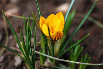 yellow crocus in the grass