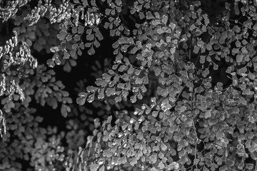 Close up green fern background