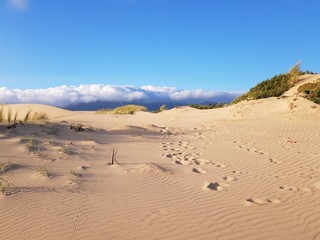 Scenic summer sunset dunes by the ocean