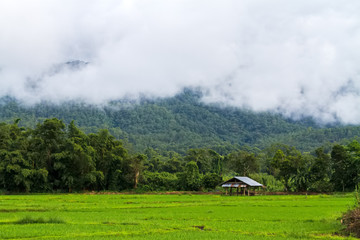 Rice fields on terraced of  Mae Chaem, Chiang Mai, Thailand