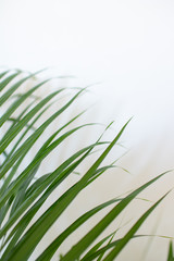 tropical palm leaves on white background and bright green color. Minimal background and simple layout.