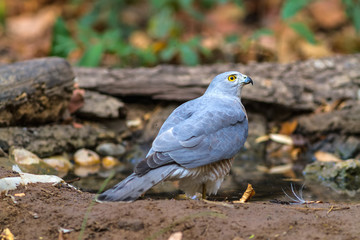 Obraz premium Beautiful bird Shikra ( Accipiter badius ) drink water on pond