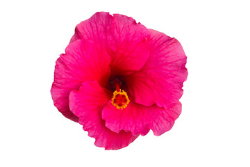 Macro of pink China Rose flower (Chinese hibiscus ) isolate on white background.Saved with clipping path