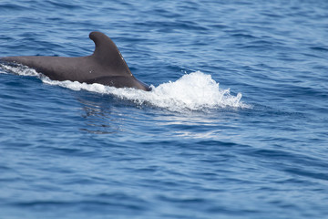 Fototapeta premium whale watching in Tenerife, open sea and nature activities in the marine park. Cetacean sighting..Pilot whales in the open sea among the waves