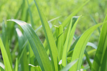 Green grass is a symbol of planet life