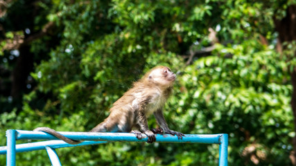 Monkey flick the hair after going to swim.