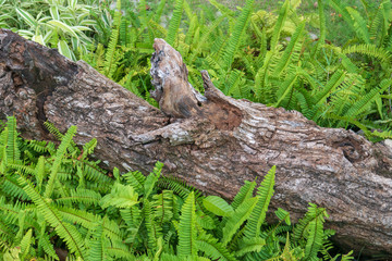 Timber rotting in the grass