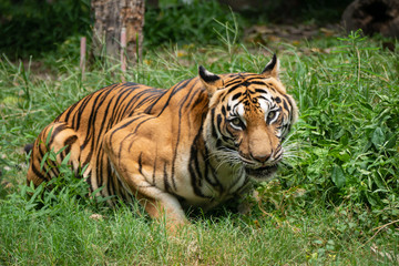 Thai royal tiger