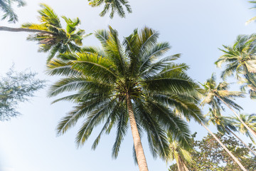 Fototapeta na wymiar palm tree on background of blue sky