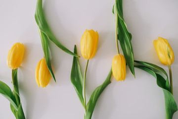 Beautiful tulips on white background. Flat lay, top view. Concept of Easter, March 8. Spring flowers