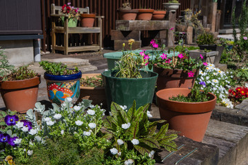 花壇にノースポールが咲きほこっています