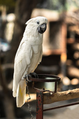 white cockatoo on the roost henhouse