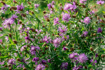 Centaurea flowers grow in the garden