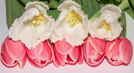 Pink. Isolated. White. Tulips. Flowers. Spring. Macro