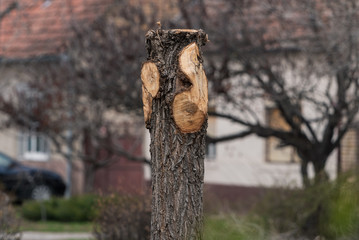 trees without branches and crown