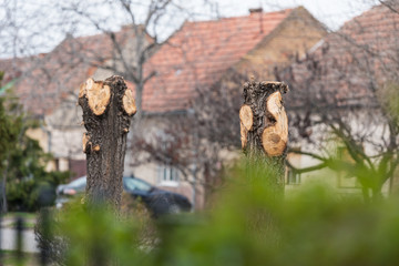 trees without branches and crown