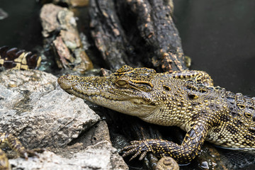 Crocodiles are on the timber