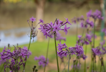 Tulbaghia violacea, also known as society garlic