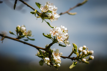 Blüten im Frühling an einem Baum