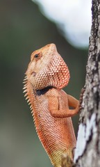 lizard on the tree