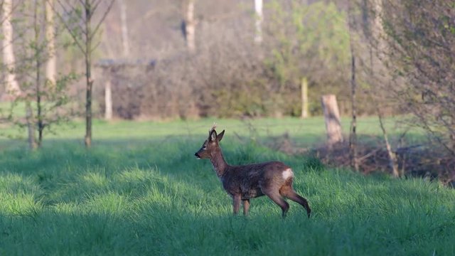 Roe buck search feed on the fields and look, spring, (capreolus capreolus), germany