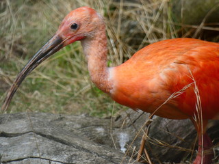 Scarlet Ibis