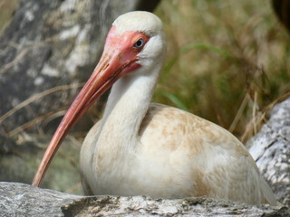 White Ibis