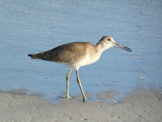 Willet
