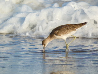 Willet