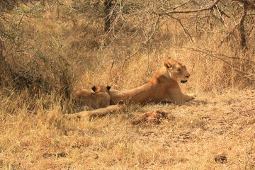 Lions Kruger National Park Afrique du Sud
