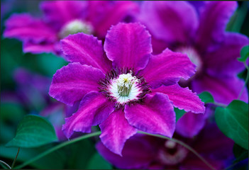 Clematis 'Keith Richardson' in close up