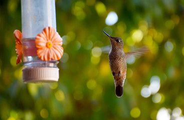Hermoso Colibrí de la patagonia © Romina