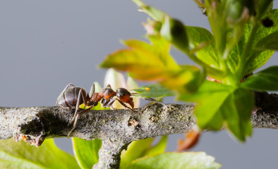 Ant on Tree.
