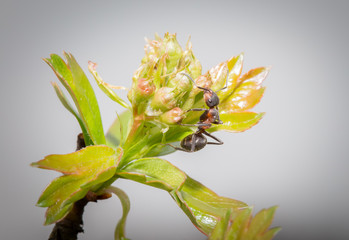 Ant on Tree. Nature.