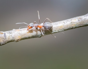 Ant on Tree. Nature.