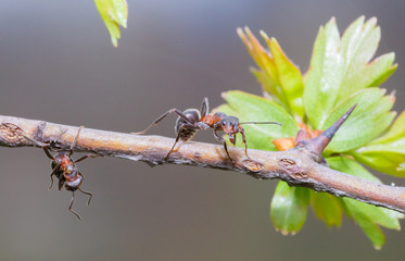 Ant on Tree. Nature.