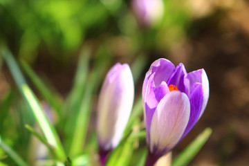 purple crocus in spring