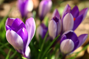 purple crocus in spring