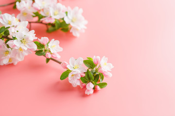 Sakura blooming, spring flowers on a pink background with space for a greeting message. The concept of spring and mother's day. Beautiful delicate pink cherry flowers in springtime